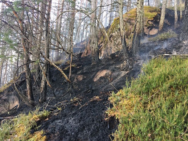 Waldbrand Kohlern (Fotos: FF Bozen)