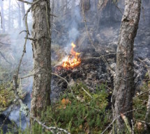 Brandstifter auf freiem Fuß