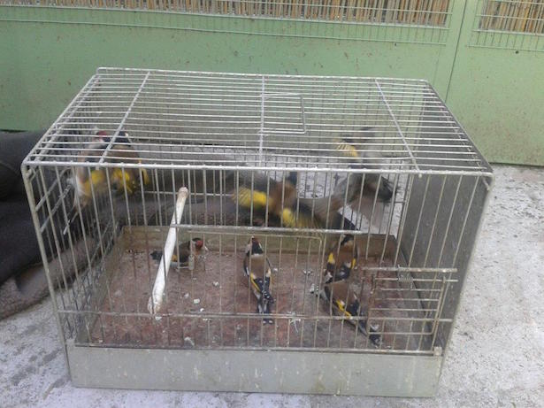 Vögel wurden illegal gezüchtet (Foto: Landesforstkorp)