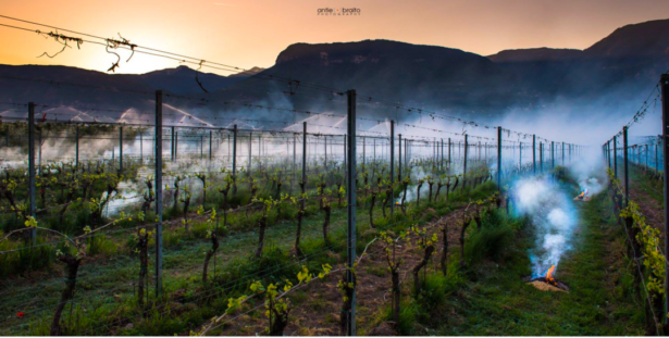 Frostschutzberegnung und Feuer im Weingut gegen die morgendlichen Minusgrade in Tramin (© Antie Braito Photography) 