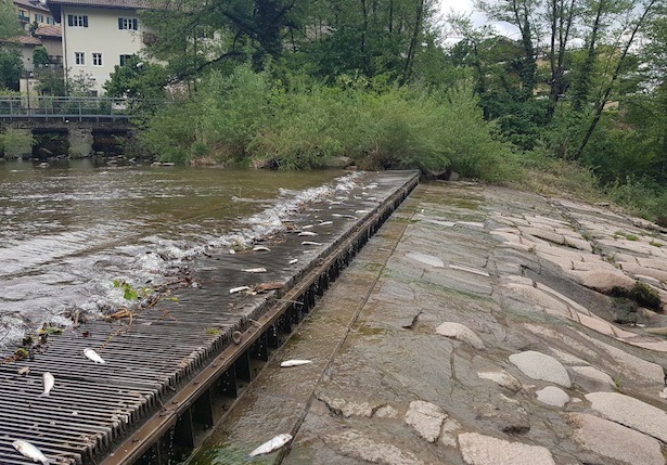 Fischsterben in der Talfer (Foto: Fischerverein Bozen/Facebook)