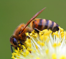 Das Bienen-Abkommen