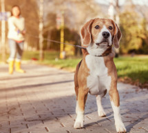 DNA-Register für Hunde