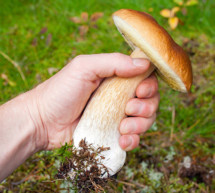 Doppelgänger im Wald