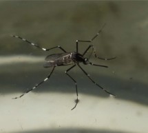 Der Tigermücken-Alarm