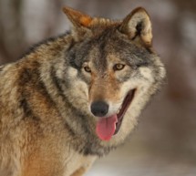 Beschluss gegen den Wolf