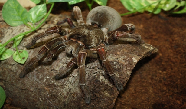 Goliath vogelspinne