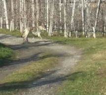 Wolfshund im Burggrafenamt