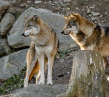 Wolf im Naturmuseum