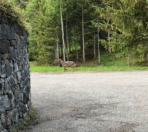 Wolf auf der Seiser Alm?