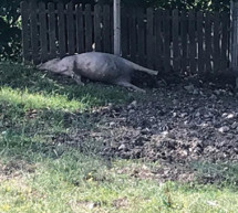 Wieder ein totes Schwein