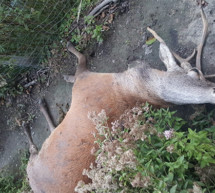 Toter Hirsch im Garten