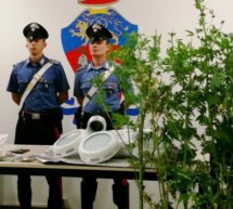 Marihuana auf 1.300 Metern