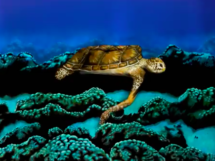 Stötters Schildkröte