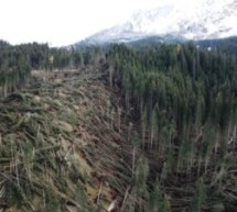 Die Auswirkungen der Waldschäden