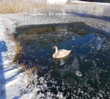 Feuerwehr rettet Schwan