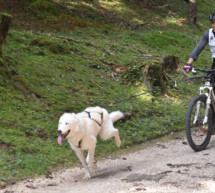 Südtiroler Schlittenhunde