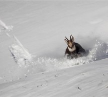 Gestörte Wildtiere