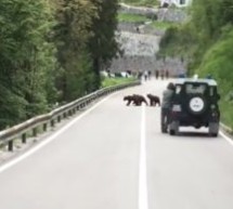Bären auf der Straße