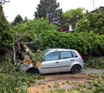 Baum stürzt auf Auto