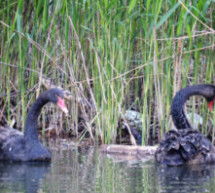 „Entnahme des Geflügels“