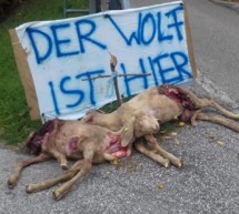 „Der Wolf ist hier“