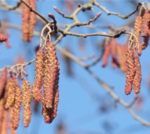 Der Pollen-Alarm