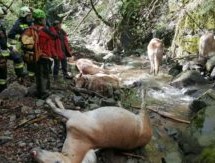 Pferde stürzen in Schlucht