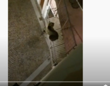 Bär klettert auf Balkon