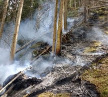 Brand im Wald