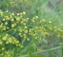 Allergie im Herbst