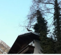 Hirsch am Dach
