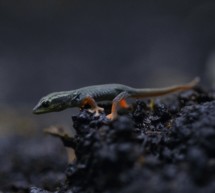 Der Gecko-Nachwuchs