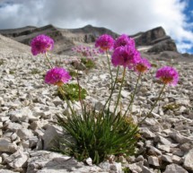 Flora in Südtirol