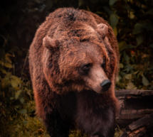 Der Bär auf der Alm