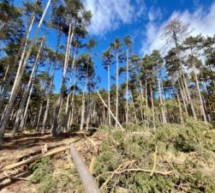 Waldarbeiter stirbt am Ritten