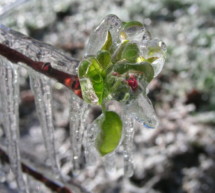 Frühe Vollblüte