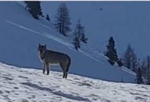 Wölfe im Passeiertal