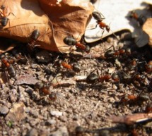 Die Welt der Ameisen