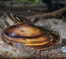 Die Süßwassermuscheln