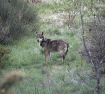 Der Wolf-Gipfel