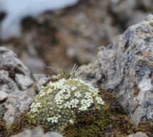 Die Alpenflora