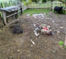 Wolf-Alarm auf der Alm