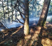 Waldbrand in Tanas