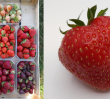 Erdbeeren gegen Klimawandel