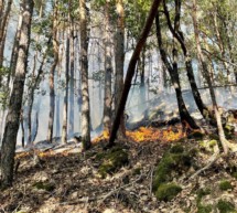 Immer wieder Waldbrände