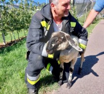 Schafe flüchten aus Schlachthof