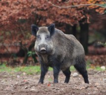 Keine Schweinepest-Fälle