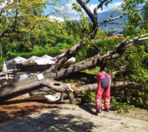 Baum stürzt im Biergarten um