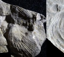 Die fossilen Muscheln